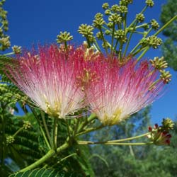 Albizia julibrissin 'Ombrella'